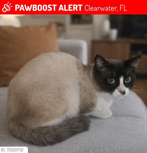 Lost Male Cat last seen Fountain Square cndmnium , Clearwater, FL 33755