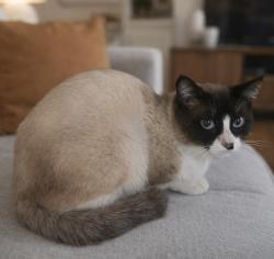 Lost Male Cat last seen Fountain Square cndmnium , Clearwater, FL 33755
