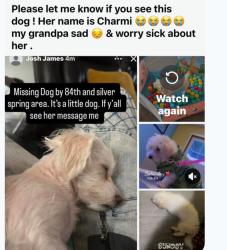 Lost Female Dog last seen 84th Silvet Spring, Milwaukee, WI 53218