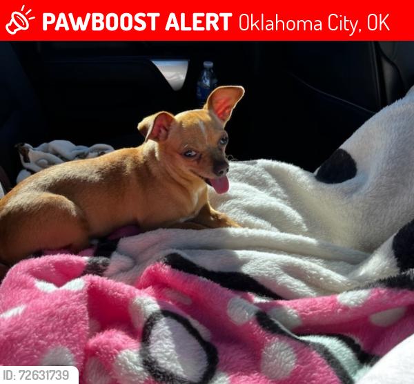 Lost Female Dog last seen Near sw 26 5h, Oklahoma City, OK 73108
