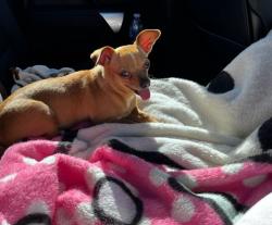 Lost Female Dog last seen Near sw 26 5h, Oklahoma City, OK 73108