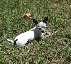 Lost Male Dog last seen Pineview Circle and Palmer Street, Winter Park, FL 32792