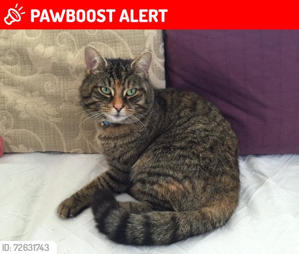 Lost Female Cat last seen Carmarthen veterinary hosp , Carmarthenshire, Wales SA31 3SA
