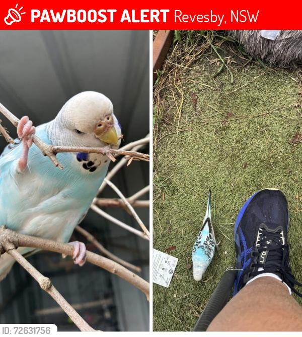 Lost Female Bird last seen St Marks anglican church, Revesby, NSW 2212
