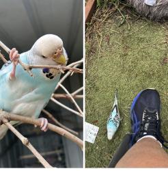 Lost Female Bird last seen St Marks anglican church, Revesby, NSW 2212