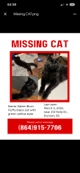 Lost Male Cat last seen Subway on Main Street, Duncan, Duncan, SC 29377