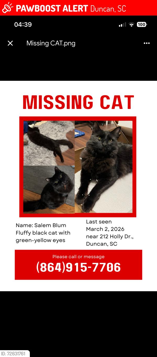 Lost Male Cat last seen Subway on Main Street, Duncan, Duncan, SC 29377