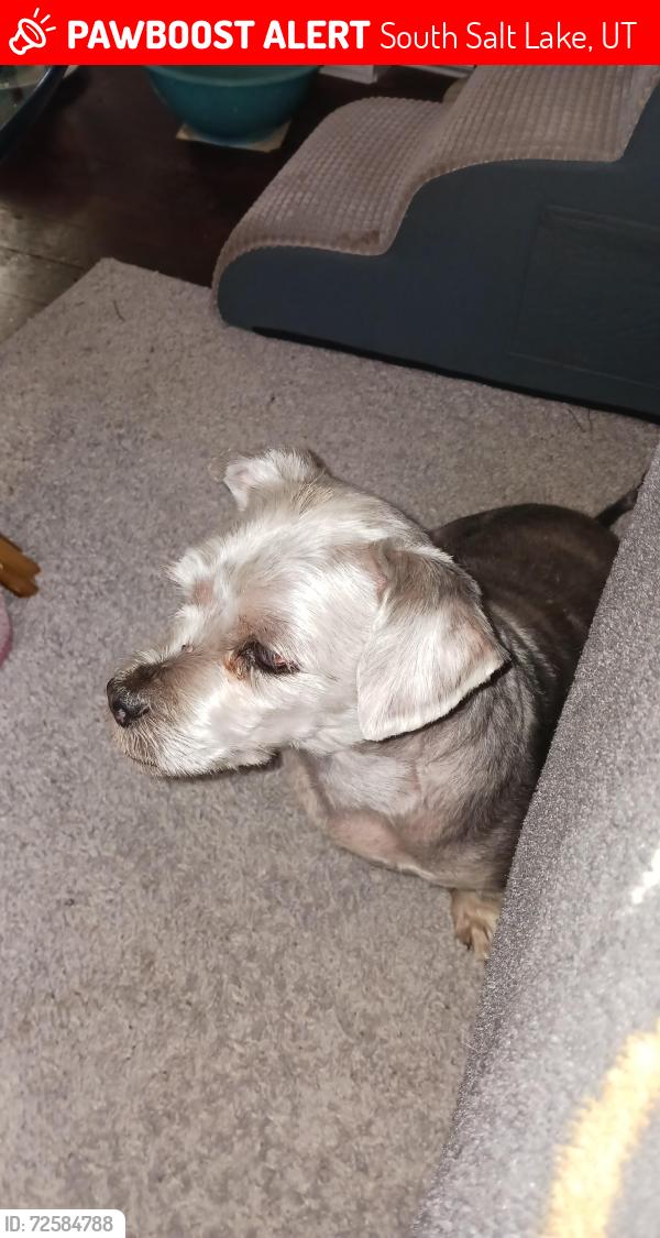 Lost Male Dog last seen Near s 500 e, South Salt Lake, UT 84115