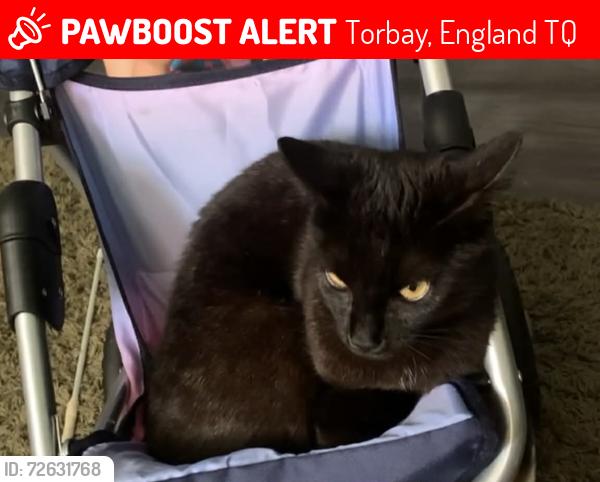 Lost Female Cat last seen School, Torbay, England TQ2