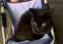 Lost Female Cat last seen School, Torbay, England TQ2