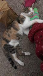 Lost Female Cat last seen Sylvania, Toledo, OH 43612