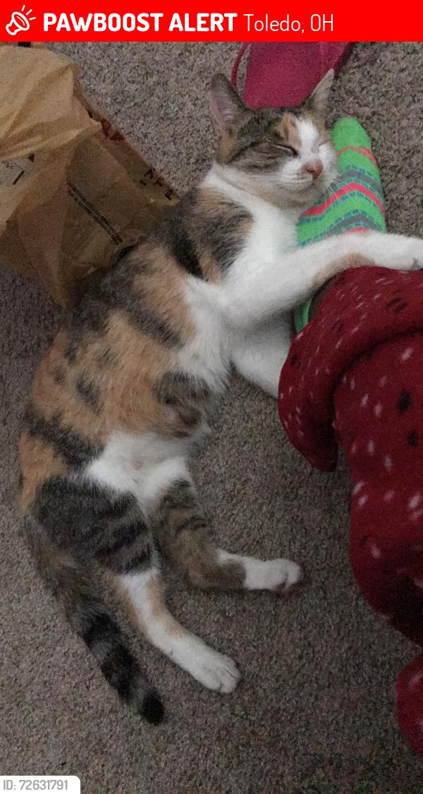 Lost Female Cat last seen Sylvania, Toledo, OH 43612