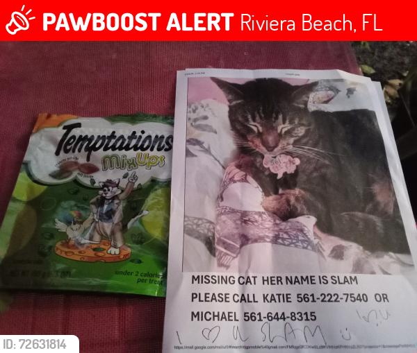 Lost Female Cat last seen Congress and silver beach road area, Riviera Beach, FL 33404