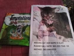 Lost Female Cat last seen Congress and silver beach road area, Riviera Beach, FL 33404