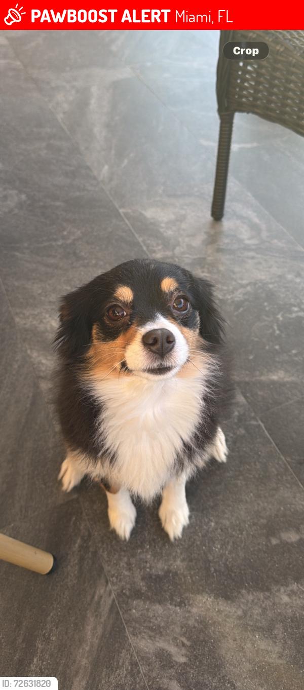 Lost Female Dog last seen Flager and 7th street , Miami, FL 33125