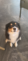Lost Female Dog last seen Flager and 7th street , Miami, FL 33125
