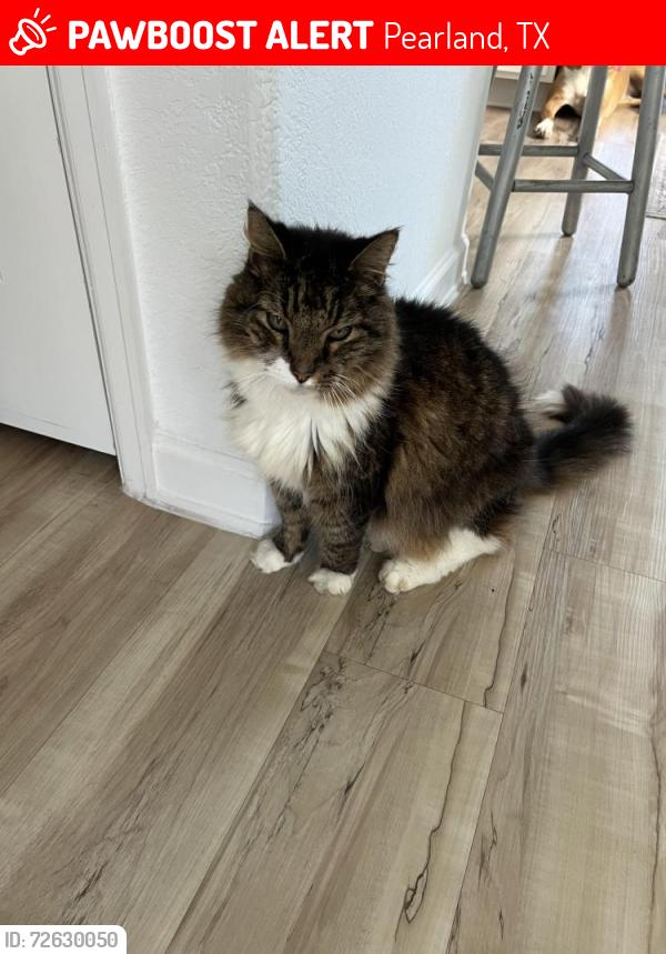 Lost Male Cat last seen John Dr, Pearland, TX 77089