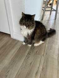 Lost Male Cat last seen John Dr, Pearland, TX 77089