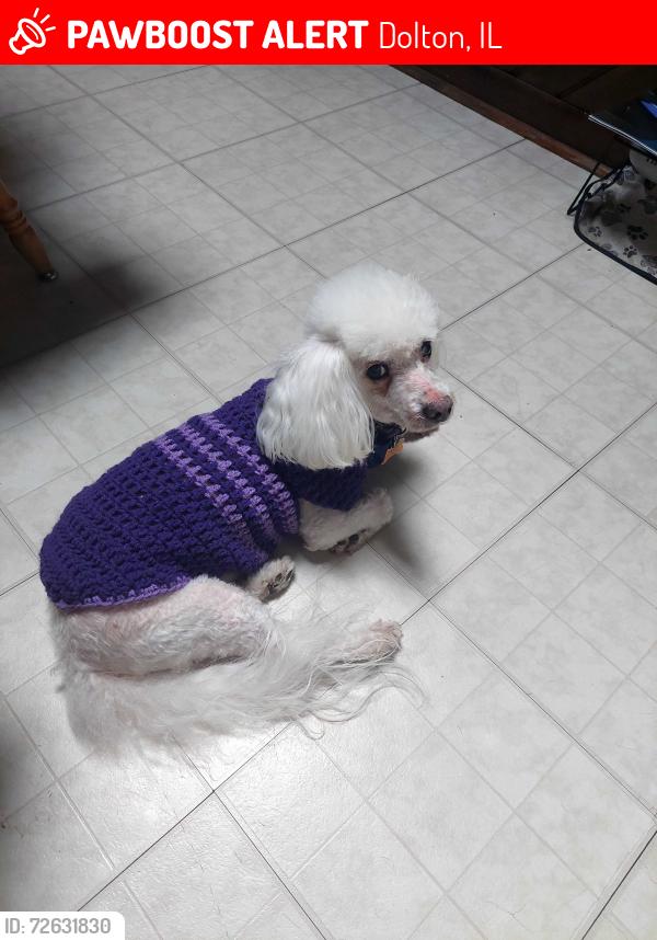 Lost Male Dog last seen 154th street, greenwood, sibley , Dolton, IL 60419
