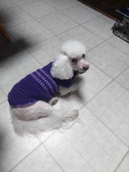 Lost Male Dog last seen 154th street, greenwood, sibley , Dolton, IL 60419