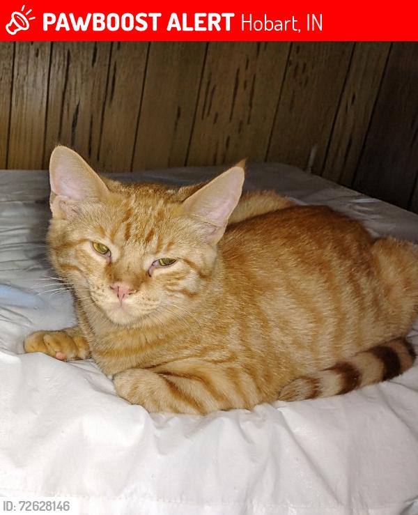 Lost Female Cat last seen Near 1366 S. Illinois St & 14th St. Hobart, In., Hobart, IN 46342
