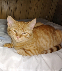 Lost Female Cat last seen Near 1366 S. Illinois St & 14th St. Hobart, In., Hobart, IN 46342
