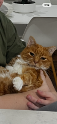 Lost Male Cat last seen Between Westfalenger and North Field , East Amherst, NY 14051