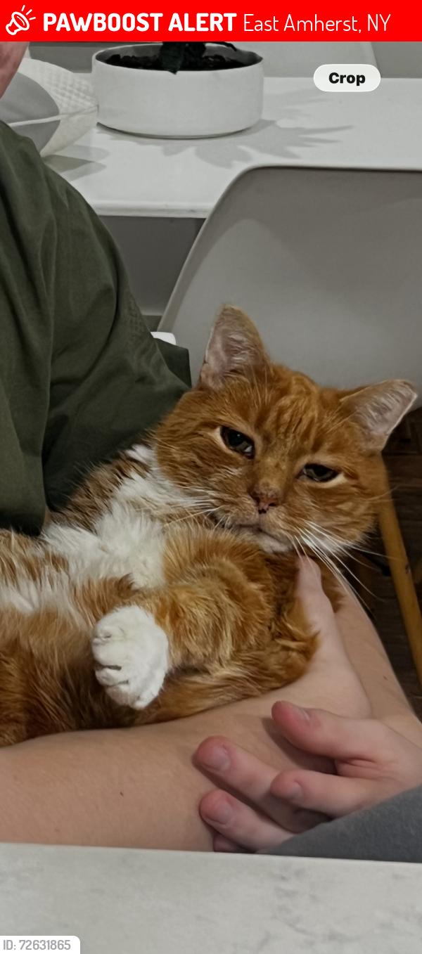 Lost Male Cat last seen Between Westfalenger and North Field , East Amherst, NY 14051