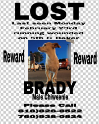 Lost Male Dog last seen Near , Ontario, CA 91761