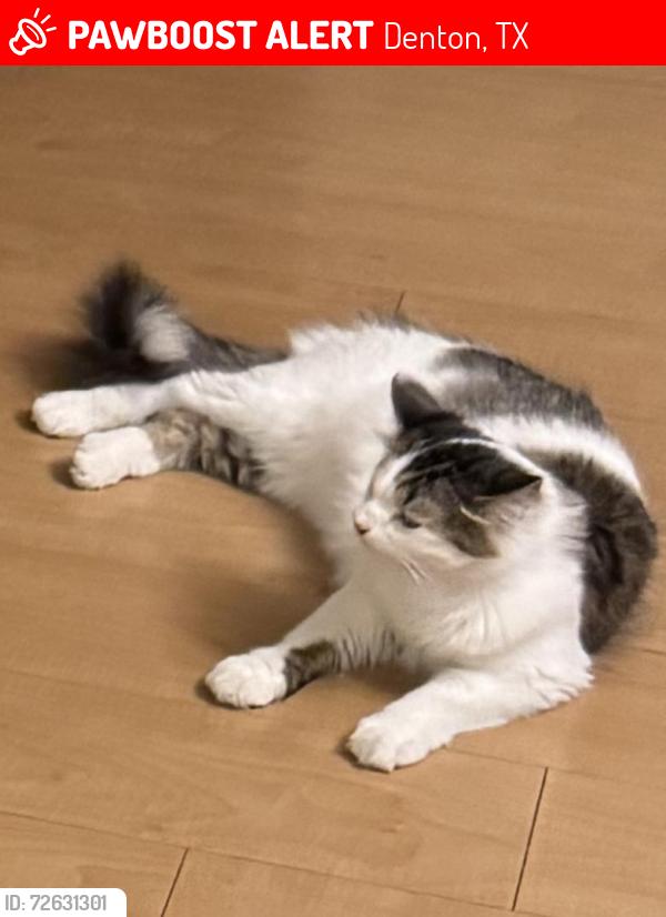 Lost Female Cat last seen Mockingbird Ln, Denton, TX 76209
