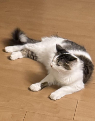 Lost Female Cat last seen Mockingbird Ln, Denton, TX 76209