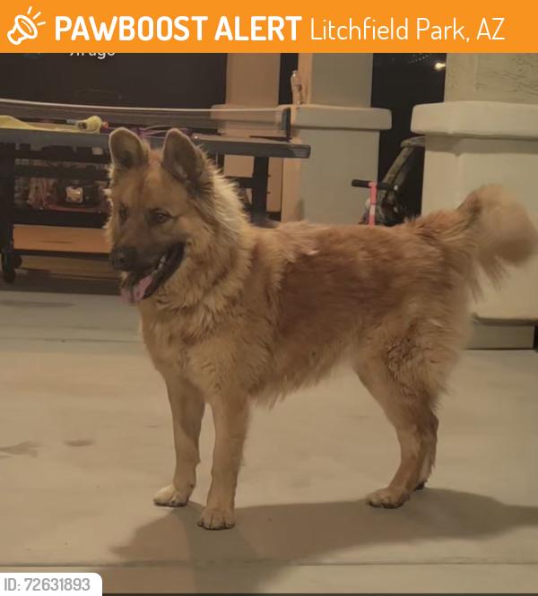 Found/Stray Unknown Dog last seen Camelback and  jackrabbit trail, Litchfield Park, AZ 85340