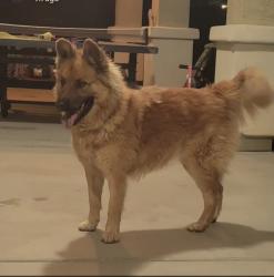 Found/Stray Unknown Dog last seen Camelback and  jackrabbit trail, Litchfield Park, AZ 85340