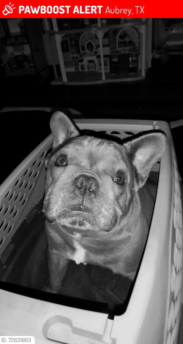Lost Male Dog last seen Aviary, Aubrey, TX 76227