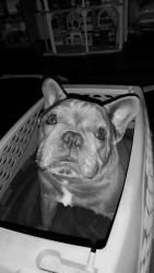 Lost Male Dog last seen Aviary, Aubrey, TX 76227