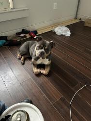 Lost Female Dog last seen Chef Walmart , New Orleans, LA 70126