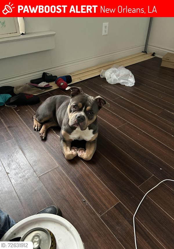 Lost Female Dog last seen Chef Walmart , New Orleans, LA 70126