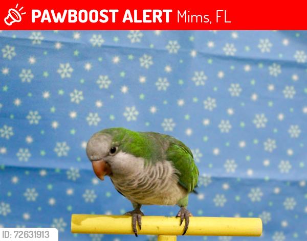 Lost Male Bird last seen Bromeliad Rd and Lake Harney Woods Blvd Mims, Florida , Mims, FL 32754