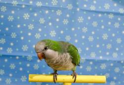 Lost Male Bird last seen Bromeliad Rd and Lake Harney Woods Blvd Mims, Florida , Mims, FL 32754