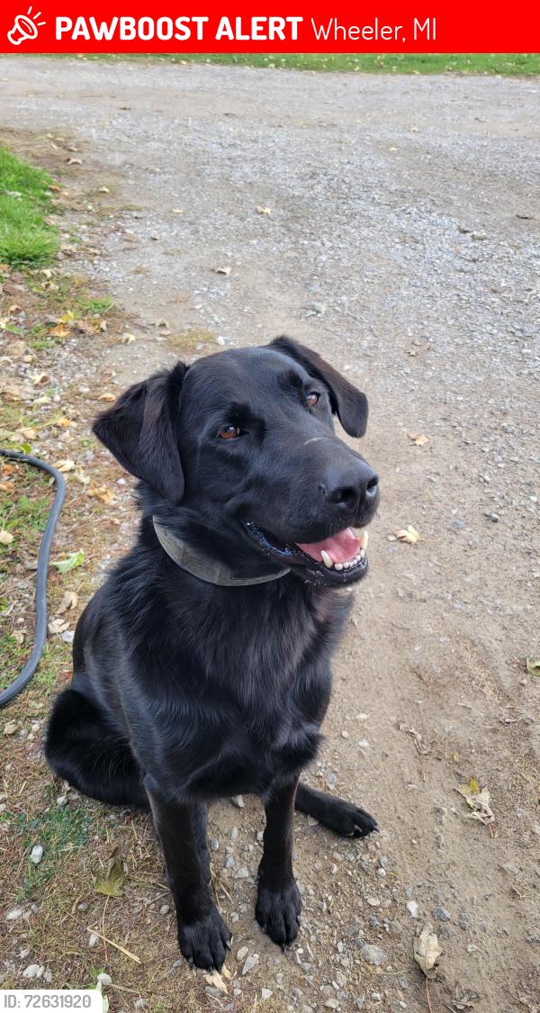 Lost Male Dog last seen Mason Rd and VanBuren Rd, Wheeler, MI 48662