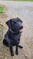 Lost Male Dog last seen Mason Rd and VanBuren Rd, Wheeler, MI 48662