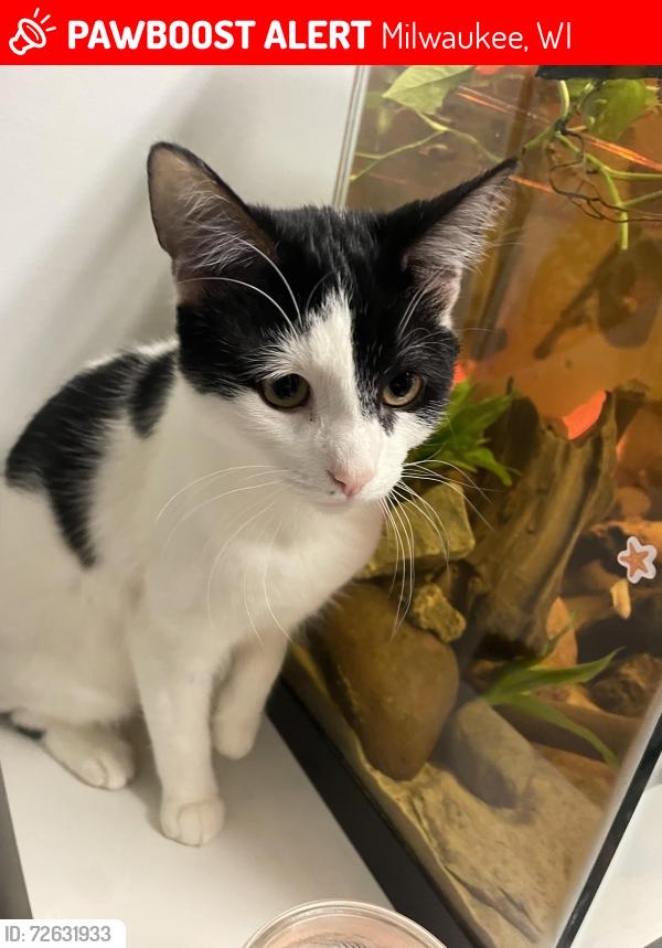 Lost Unknown Cat last seen McDonald’s , Milwaukee, WI 53218