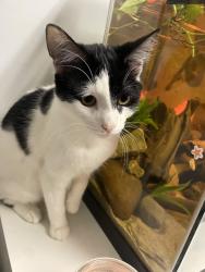 Lost Unknown Cat last seen McDonald’s , Milwaukee, WI 53218