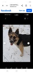 Lost Male Dog last seen Ararat River on Hwy 268, Siloam, NC 27047