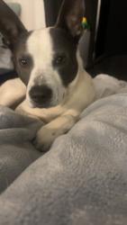 Lost Male Dog last seen coalition on pennsylvania in southern pines , Southern Pines, NC 28387