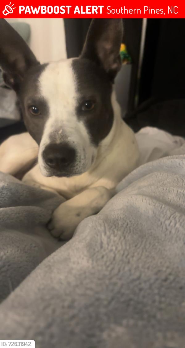 Lost Male Dog last seen coalition on pennsylvania in southern pines , Southern Pines, NC 28387