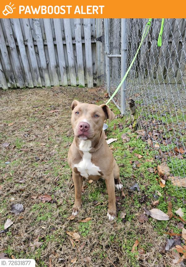 Found/Stray Female Dog last seen Near 87,  Northern Chatham county on Pete Thomas , Chatham County, NC 27312