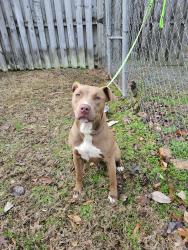 Found/Stray Female Dog last seen Near 87,  Northern Chatham county on Pete Thomas , Chatham County, NC 27312