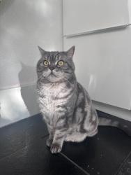 Lost Male Cat last seen Hughes st & Marshall Ford rd, Austin, TX 78732