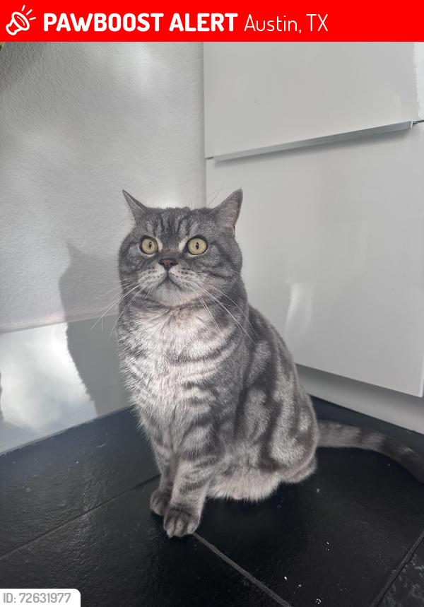 Lost Male Cat last seen Hughes st & Marshall Ford rd, Austin, TX 78732